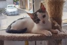 Florina (3)